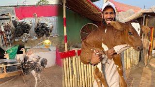 Wow Mini Zoo Main Good News  Motu Patlo Ka Bura Hal 