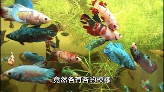 【台中市北區】鬥魚繽紛之美 | 用心的產業 | 294 | #美麗心台灣