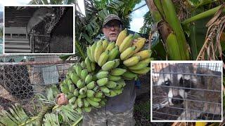 Harvesting Nice Banana Rack leaning on Fence, Raccoon Problem Solved.