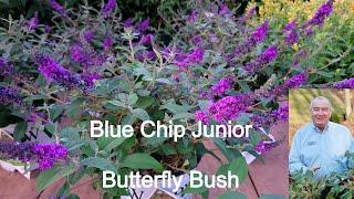 Buddleia 'Blue Chip Junior' (Butterfly Bush) // Dwarf, Long Blooming, Non-Invasive Deer Proof Shrub!