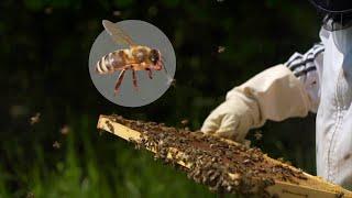 Débuter l'apiculture: quelle race d'abeilles choisir ?