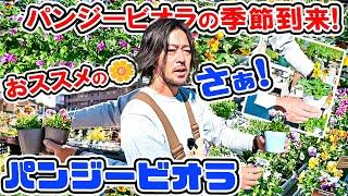 さぁ!パンジービオラの季節到来!おススメの【パンジー&ビオラ 】をご紹介いたしますローズガーデンカネコさん