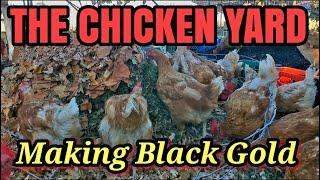 HAPPY Chickens THRIVING in a Compost Filled Yard!