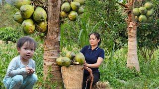 Harvest Coconut Goes To The Market sell - Build Fences To Create a Playground For Pets | Lý Phúc An
