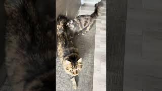 Maine Coon | Mainecoonbaby incontra il gatto siberiano 