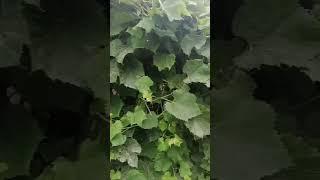 #база отдыха "Зелёные ворота# остров Зелёный Волгоградская обл.####