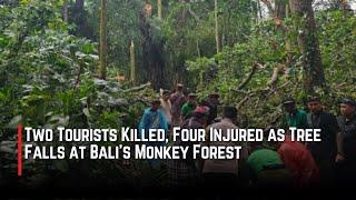 Two tourists killed, four injured as tree falls at Bali's Monkey Forest