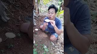 jamur surbi paling langka di dunia di bawahnya ada emas murni #kreatif #diy #news #emasmurni #viral