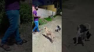 Cute dogs , Azhaga catch pidikudu | #shorts #doglover #dog #trendingshorts #cookingvideo