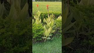 欣欣向榮