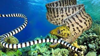 You should watch this dramatic video - Sea Snake Attacks Moray Eel How will it end