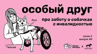 Особый друг. Про заботу о собачках с инвалидностью