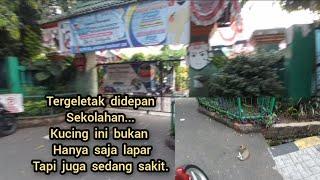 bikin sedih kucing tak berdaya kelaperan sampe sakit didepan sekolahan.