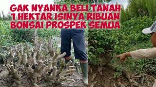 KAYA MENDADAK GAK NYAGKA BELI TANAH SATU HEKTAR ISINYA RUBUAN BONSAI MAHAL