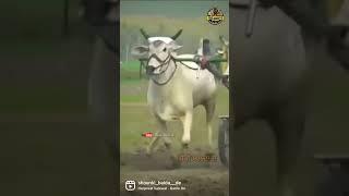 Ox Race || K S Makhan || Top Bull