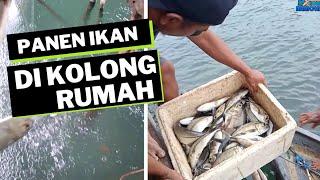 Panen Ikan Di Kolong Rumah Part 2