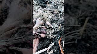 #What a lame garlic farming! #알량한 오개닉 마늘 농사.  #organic garlic farming
