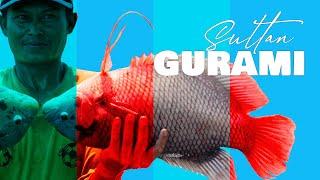 #Budidaya #ikan  #gurami  dari Pembenihan sampai Pembesaran tetap Menguntungkan