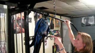 Hyacinth Macaw - Workout Time