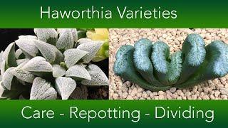 Haworthia Collection -    Repotting Dividing and Care