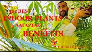 Bring Nature Indoors: Best Houseplants & Their Amazing Benefits!