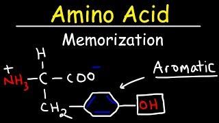 Memorize The 20 Amino Acids - The Easy Way!