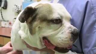 Banfield Pet Hospital on CBS's Lucky Dog - Popcorn's Story