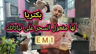 سماد البوكاشي كيفية تحضير بكتريا EM1 ( الحلقة الثالثة )