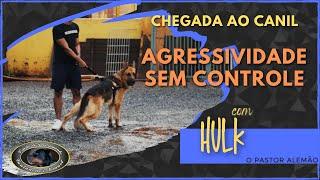 HULK - Pastor Alemão - Chegada ao Canil