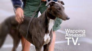 Wapping Assassin TV - Greyhound Welfare ' My New Home'