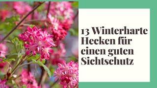 13 Winterharte Hecken für einen guten Sichtschutz