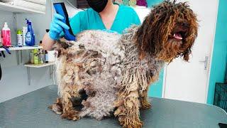 YOU WON'T BELIEVE How This DOG Looks AFTER SHAVING All That Matted Fur