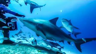 Diving with 11 Pregnant Bull Sharks in Playa Del Carmen! (EPIC Close Encounters!)