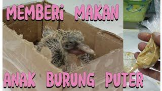 MEMBERI MAKAN ANAK BURUNG PUTER