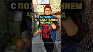 Боремся с пожелтением чеснока #сад #огород #дача #рассада #урожай #чеснок