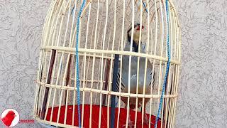 Powerful Chukar (chakor) Partridge Singing - صوت حجل بري