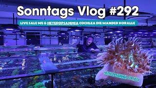 Der Meerwasseraquaristik Sonntags Vlog EP 292Heteropsammia cochlea die Wander Koralle