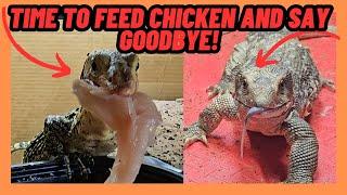 FEEDING CHICKEN AND SAYING GOODBYE TO MY YELLOW MONITOR LIZARD