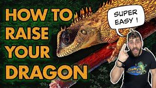 Watch This Before You Buy A Mountain Horned Dragon!