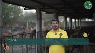 Traditional A2 Ghee making process at the Best Dairy Farm In India