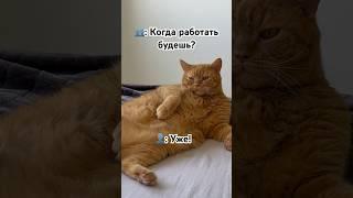 Кайф Жизнь Кота #svetlanabalina #cat #жиза #рекомендации #кот #shorts
