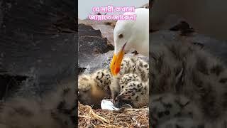 যে নারী কখনো জান্নাতে যাবে না!  #shorts #birds #short