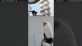 Dogg vs cat