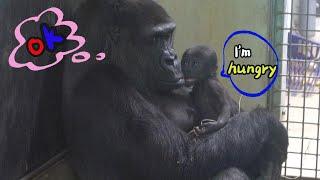 Mom Tamidol feeds her 28-day-old baby  Makongo | The Lomako’s troop