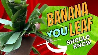 Do you know the exact uses of banana leaf | It’s Here