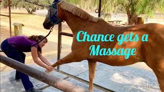 Equine Sports Massage Therapist