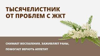 Тысячелистник. Лечебные свойства тысячелистника.Фитотерапия