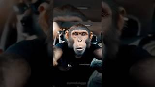 Monkey the vlogger. #coding #programming #api #free