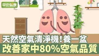 天然空氣清淨機！養一盆改善家中80％空氣品質【早安健康】