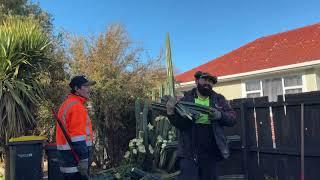 Removing a Big CACTUS TREE  My first   tree